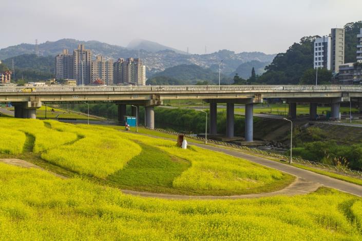 花海地點位於道南右岸河濱公園，萬壽橋下