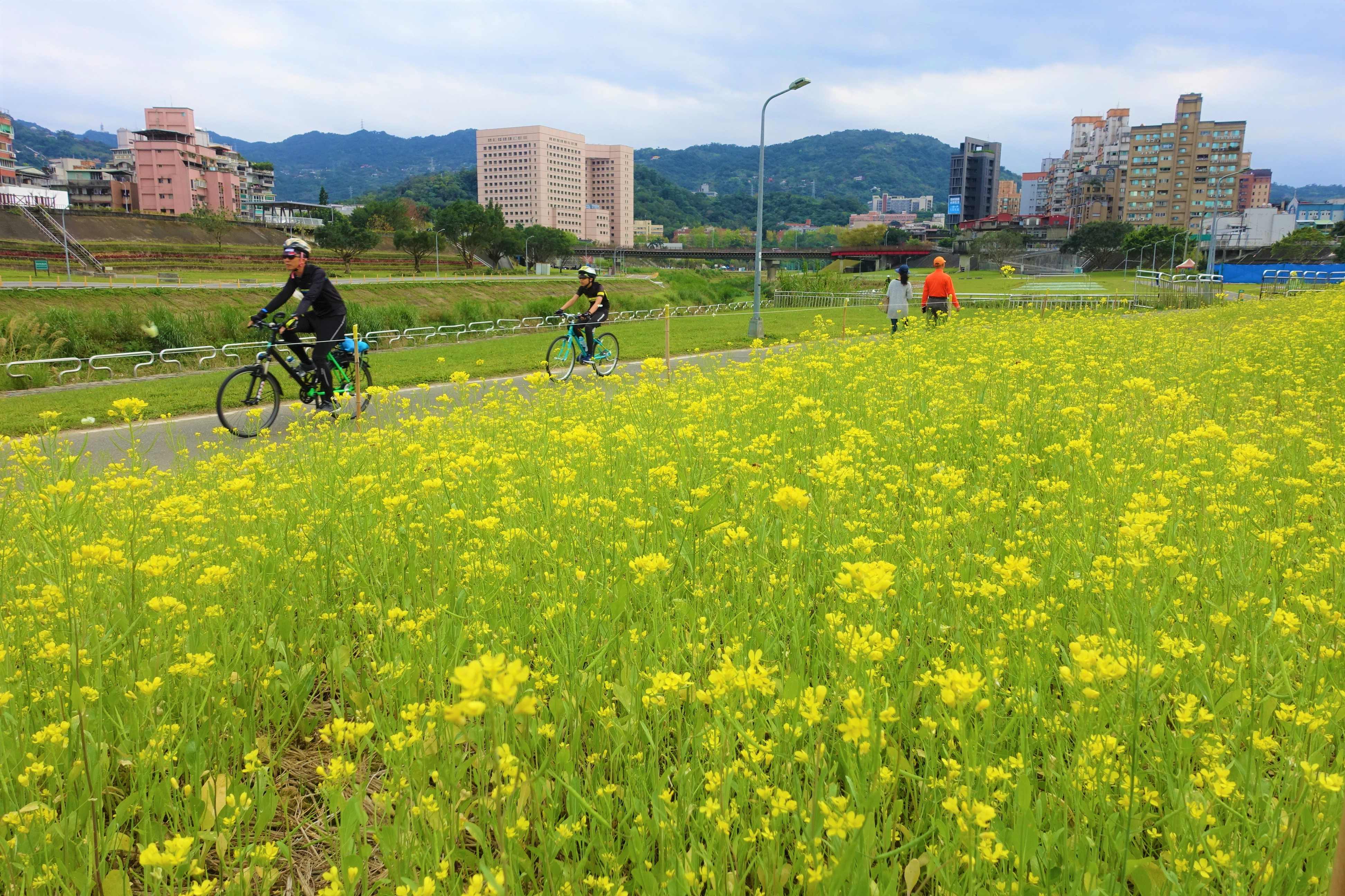 單車賞花行 道南河濱公園油菜花開