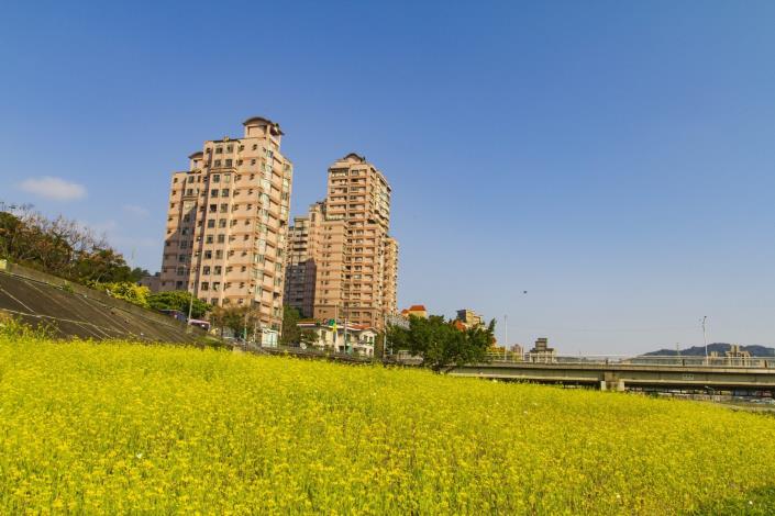 萬壽橋沿線大片油菜花海盛開中，鵝黃花海隨風搖曳
