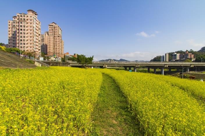 木柵萬壽橋沿線大片油菜花海盛開中