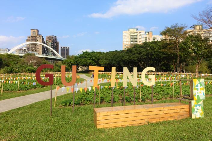古亭河濱公園蜀葵花正在成長