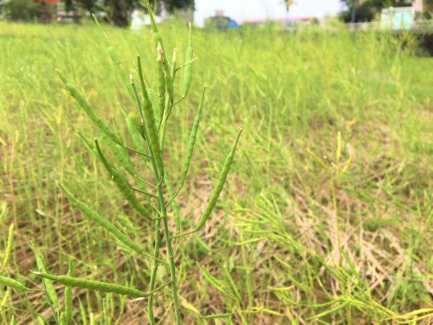 道南河濱油菜花觀賞期結束，現在僅留存鮮綠飽滿的果莢