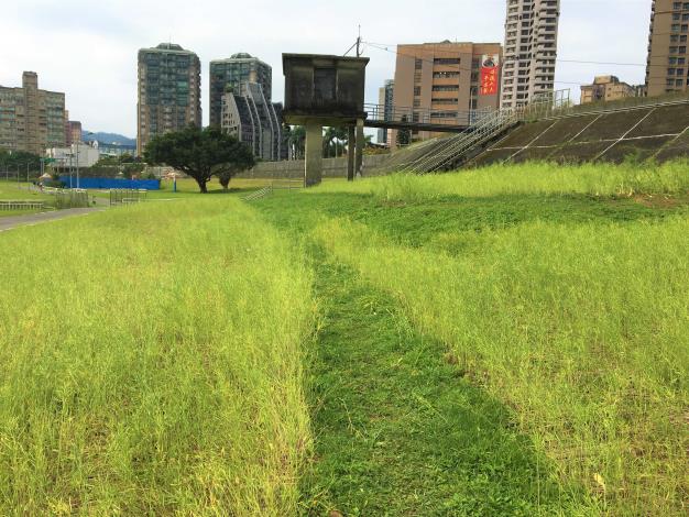 道南河濱公園　油菜花賞花期結束，近日將整理場地