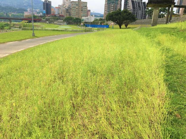 道南河濱油菜花觀賞期結束，現場僅留存飽滿的果莢 果莢裡面就是油菜花籽
