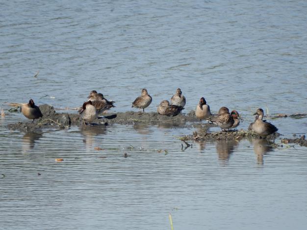 「華江雁鴨自然公園」，有機會在賞鳥區拍到這些來訪的「嬌客」.JPG