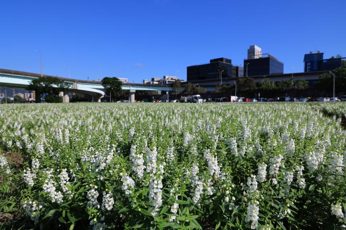 彩虹河濱花海 絕美登場