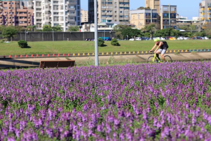 彩虹河濱花海 大面積非常壯觀