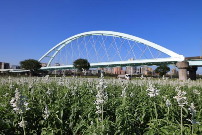 臺北市彩虹河濱公園出現夢幻花海