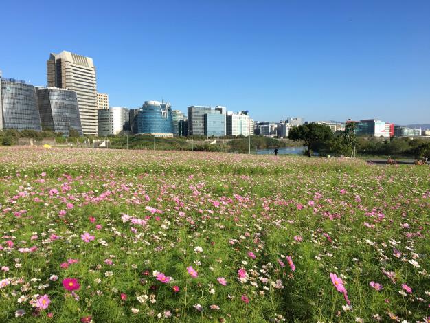 美堤河濱花海來囉 三千坪大波斯菊浪漫盛開