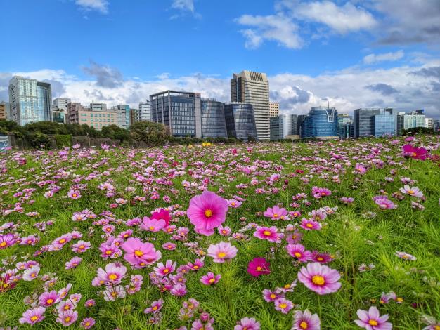 北市河濱最大花海登場 三千坪大波斯菊浪漫盛開