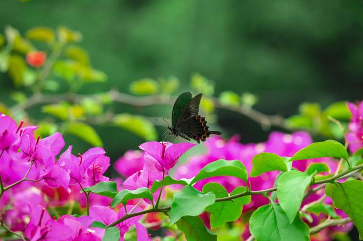 金瑞治水園區常見各種蝶類停歇花叢間.JPG