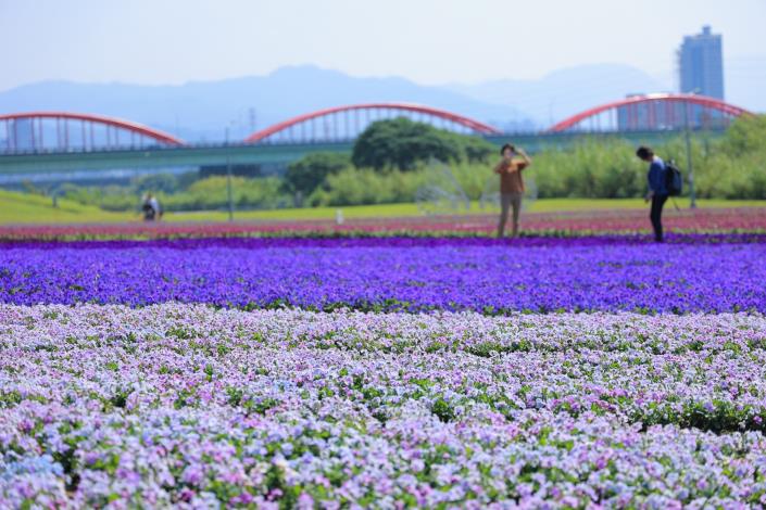 「紫爆」浪漫來襲！就在北市 古亭河濱