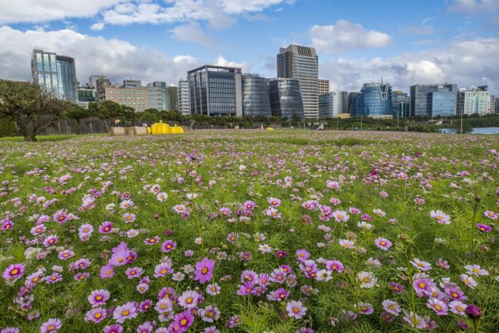 美堤河濱公園花海 花期至三月下旬