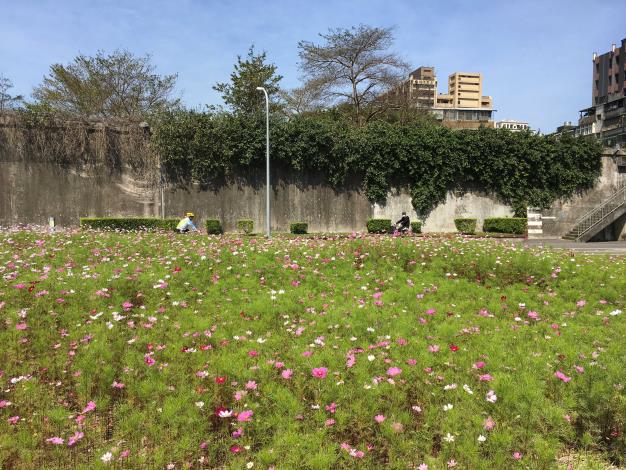 成美右岸河濱公園大波斯花海，最佳賞花期至4月中旬