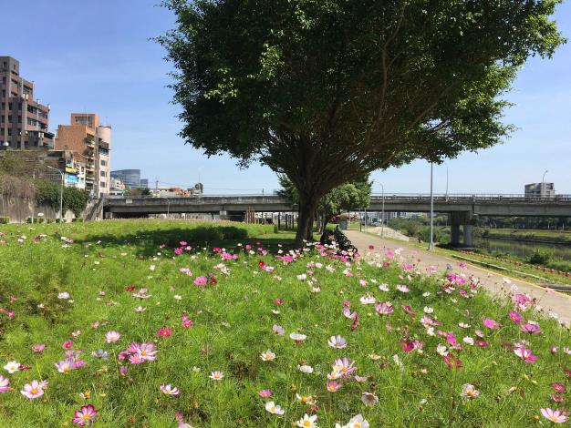 成美右岸河濱公園大波斯花海位於內湖成美右岸河濱公園成美橋下方