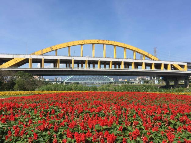 成美左岸河濱公園花海鮮豔滿開
