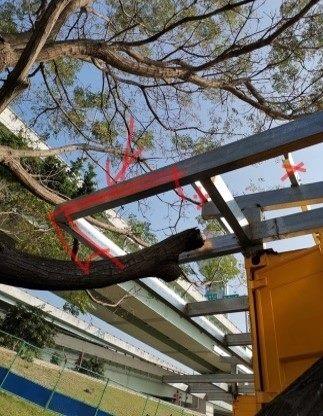 以尊重環境為原則，切除屋簷的一角保留樹枝生長的空間
