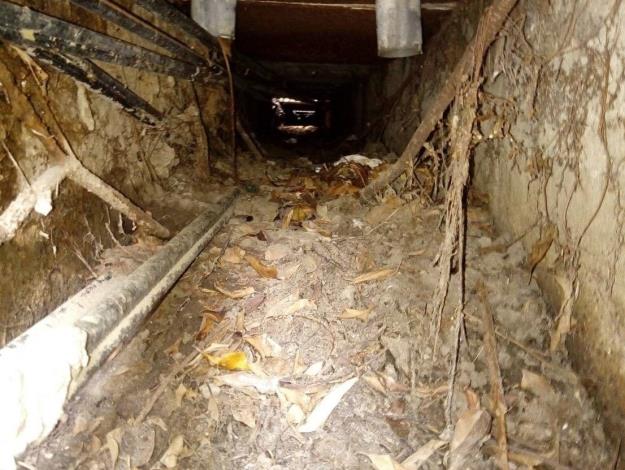 道路兩旁的樹根會竄根至側溝 導致側溝結構體損壞