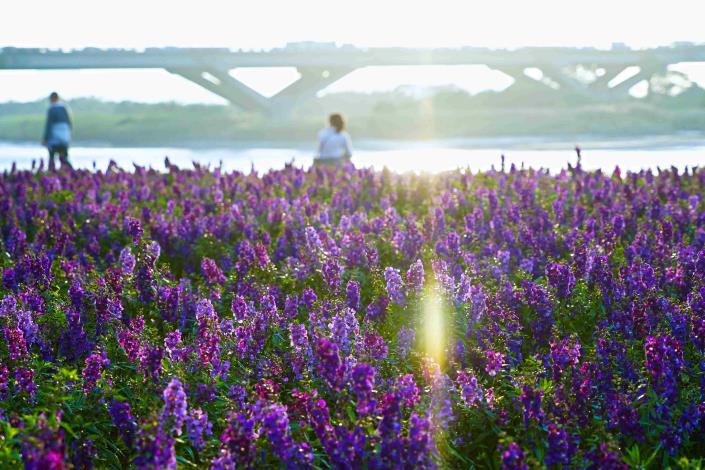 延平河濱公園花海紫色花海超夢幻