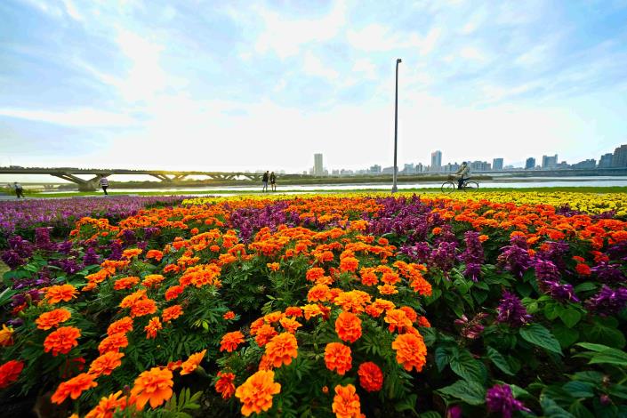 延平河濱公園花海 7萬多盆草花已經熱鬧盛開