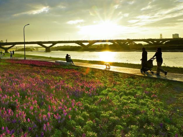 一邊賞花，一邊欣賞金黃色彩的淡水河面，是北市河濱獨有的浪漫景致!