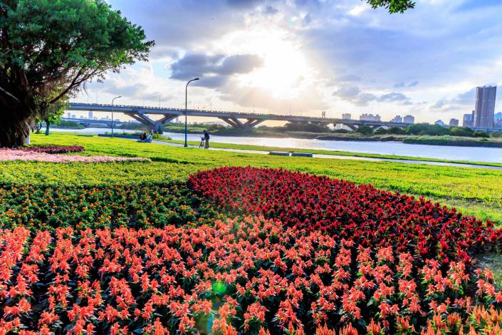 延平河濱花海 有7種不同的花色