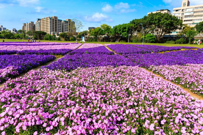 亮眼的粉色和紫色花朵，交織成整片絢麗繽紛的花海