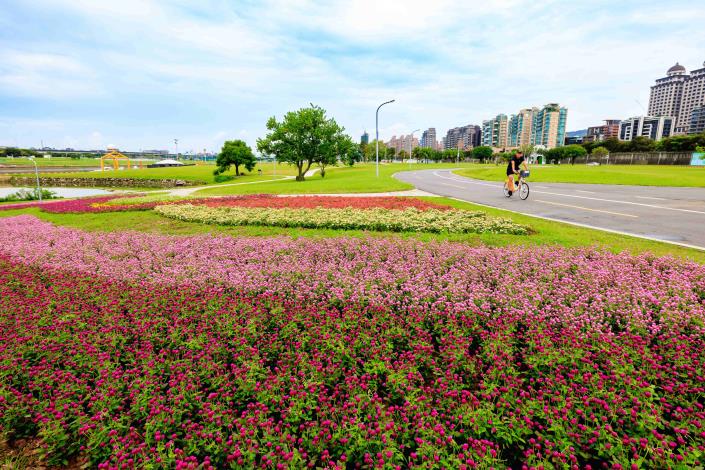 美堤河濱親水灣 旁 花海盛開至11月中旬