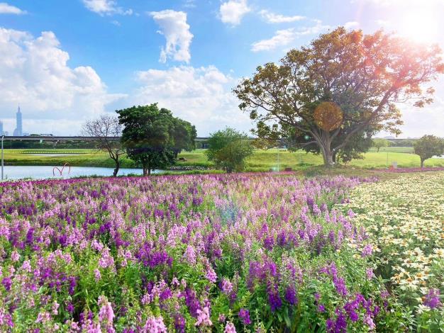 美堤親水灣十月花海  紫粉天使花營造夢幻氣氛