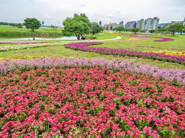 美堤河濱花海盛開