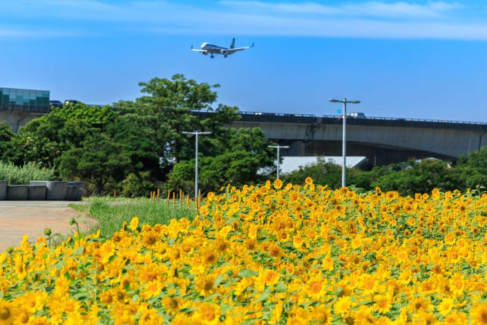 大佳河濱花海還可欣賞飛機掠過天空