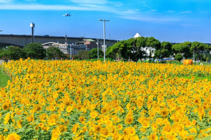 首先打頭陣的向日葵花海(光陽品種)已經到了滿開盛況 現場美不勝收