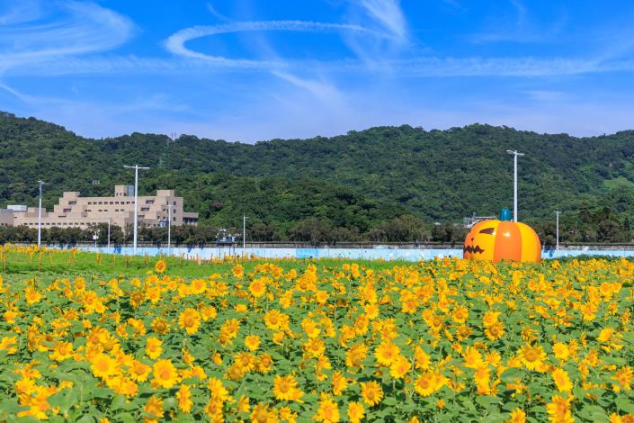 北市大佳河濱花海登場 第一波向日葵花海爆炸盛開