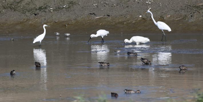 社子島濕地 水鳥群覓食