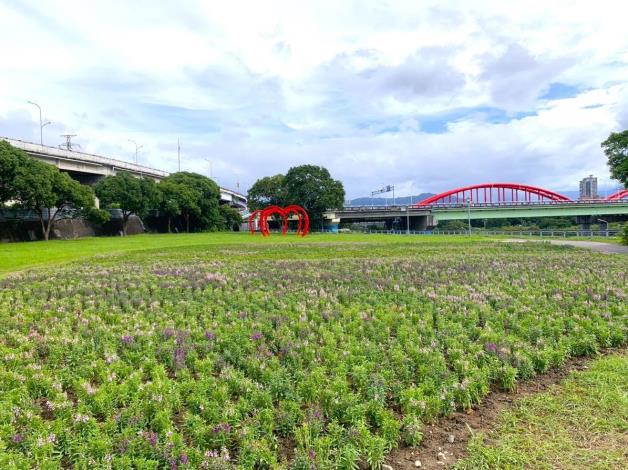 古亭河濱公園4萬5,000盆粉橘草花陸續開展中