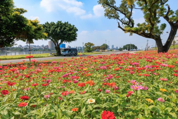 河雙21河濱公園 百日草花海鮮豔怒放中