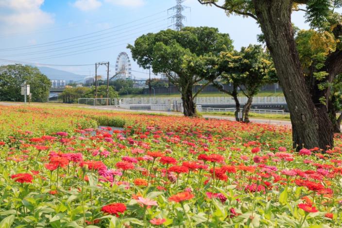 河雙21河濱公園百日草花海 已經盛開