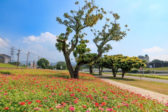 民眾不妨規劃半日遊到河雙21河濱公園賞花