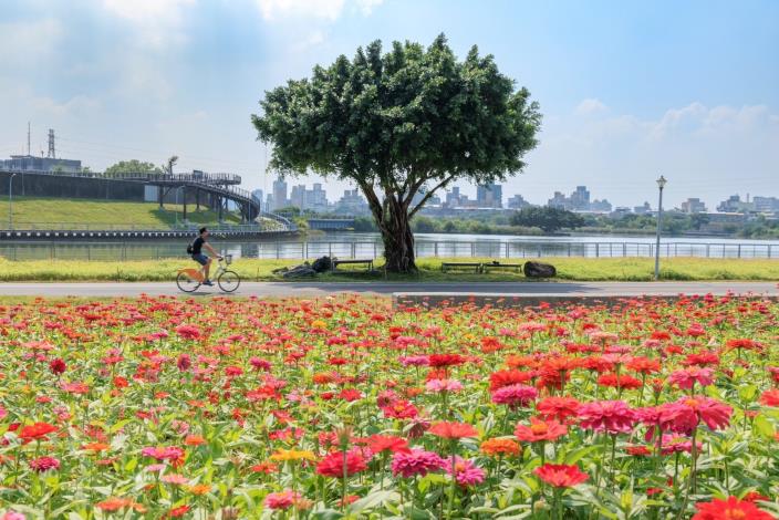 到河雙21河濱公園賞花 感受置身於花田裡的幸福浪漫