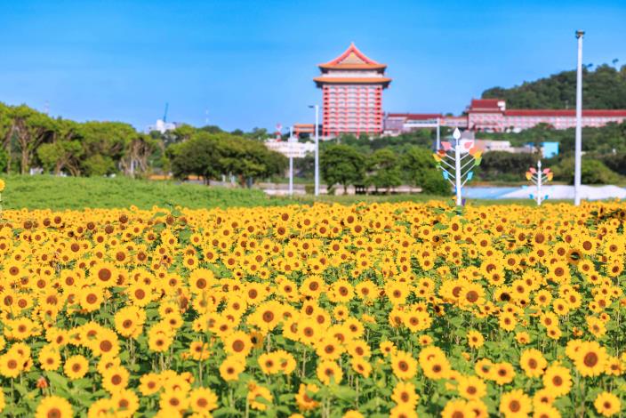 大佳河濱花海 向日葵花海盛開 現在正是賞花期 (20)