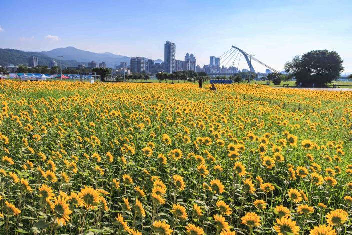 大佳河濱花海 向日葵花海盛開 現在正是賞花期 (16)