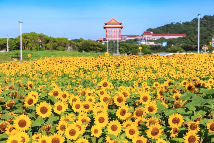 大佳河濱花海 向日葵花海盛開 現在正是賞花期 (19)