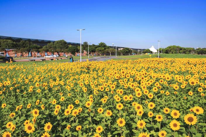 大佳河濱花海 向日葵花海盛開 現在正是賞花期 (15)