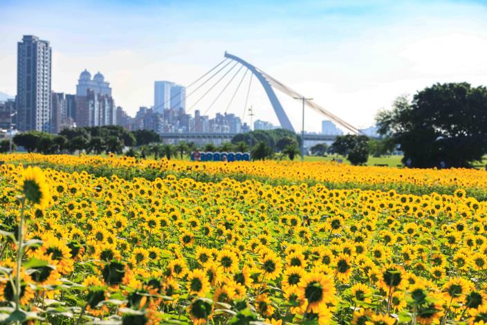 大佳河濱花海 向日葵花海盛開 現在正是賞花期 (12)