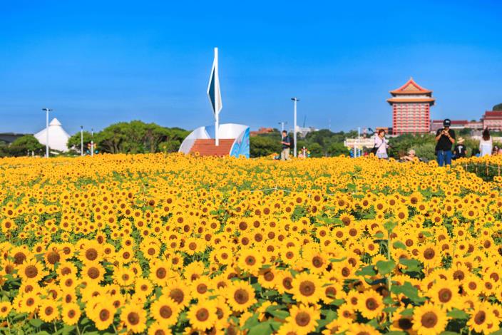 大佳河濱花海 向日葵花海盛開 現在正是賞花期 (1)