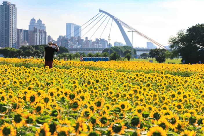 大佳河濱花海 向日葵花海盛開 現在正是賞花期 (10)