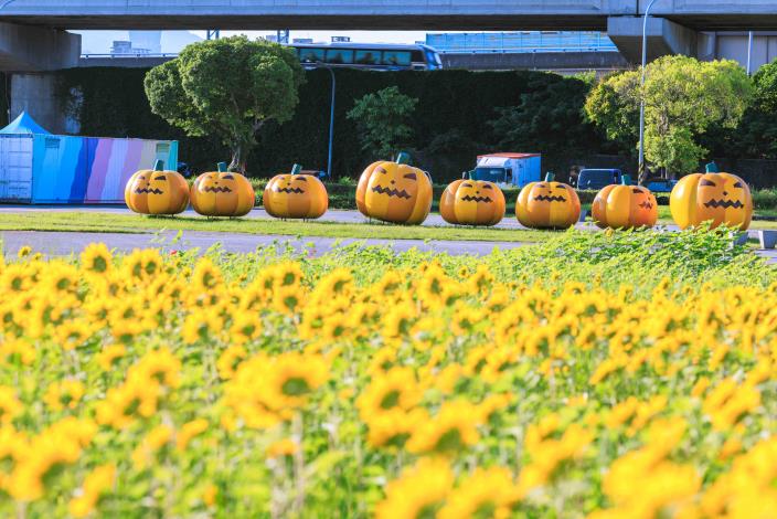 已盛開的是右區(靠南瓜側)的莫內品種向日葵