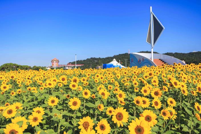 大佳河濱花海 向日葵花海盛開 現在正是賞花期 (14)