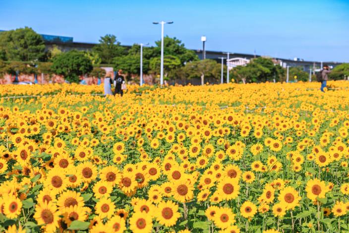 大佳河濱花海 向日葵花海盛開 現在正是賞花期 (9)
