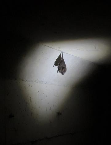 志工們透過沉浸式體驗觀察蝙蝠的棲息環境